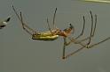 Tetragnatha_extensa_D5084_Z_92_Canal du Nivernais_Frankrijk